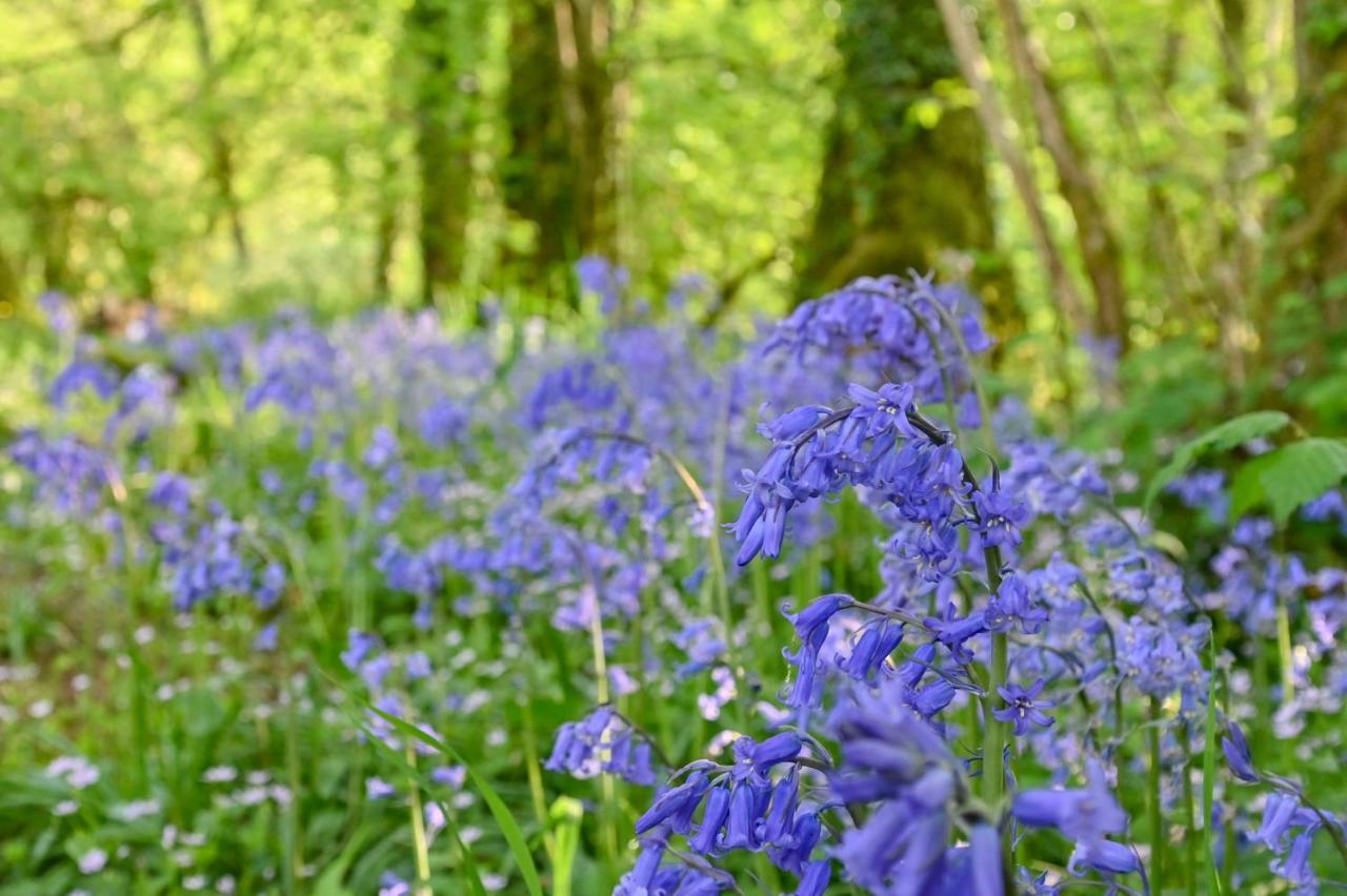 Wray Valley Мортънхампстед Екстериор снимка