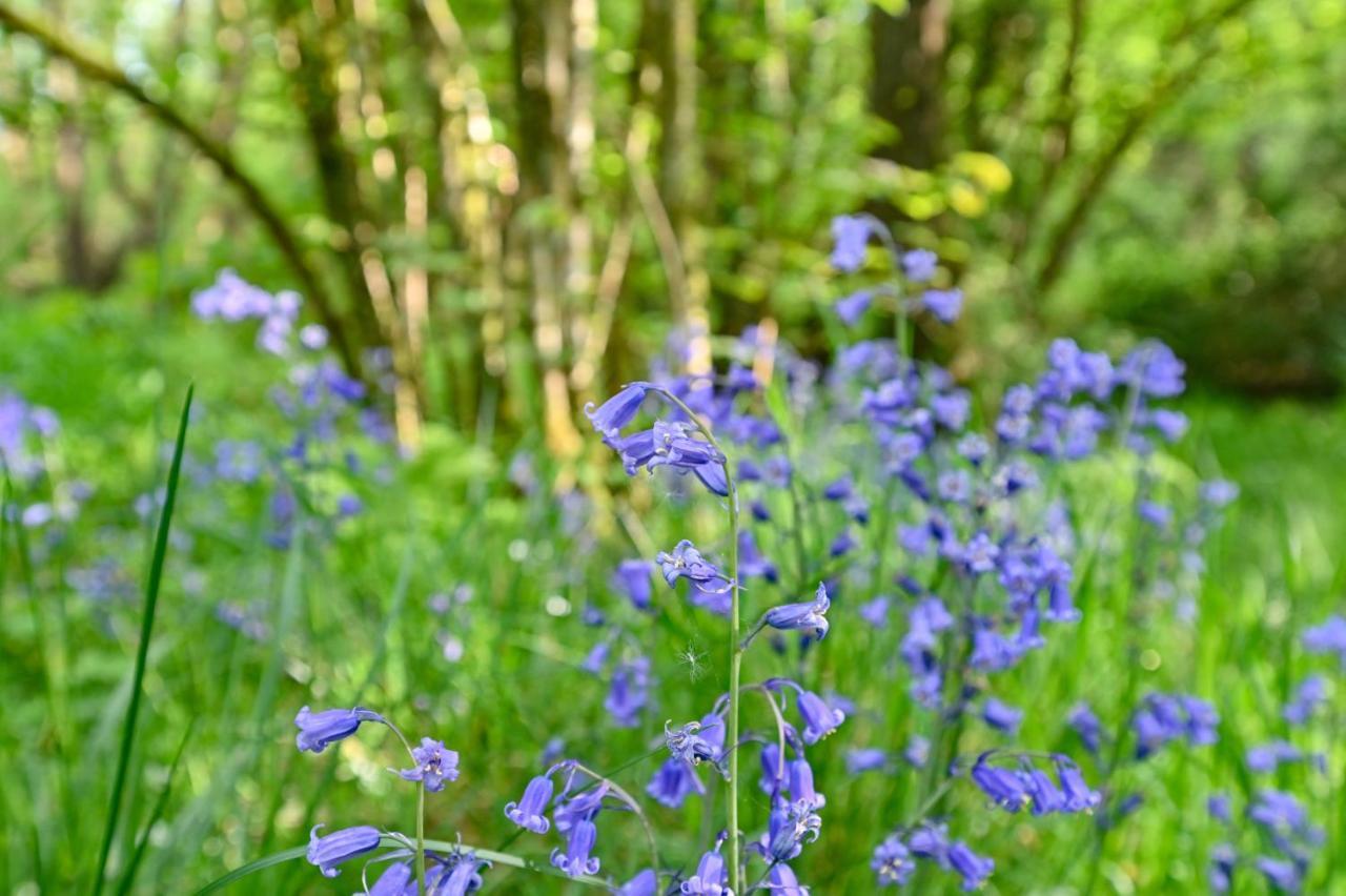 Wray Valley Мортънхампстед Екстериор снимка